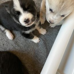 Pomsky Puppies from JsPomskies