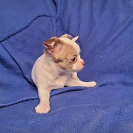 Spot - Merle male Chihuahua puppy in Warsaw, Virginia from B&D Chihuahuas