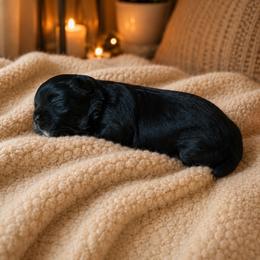 Blossom - Black and white female Shih Tzu puppy in Montgomery, Texas from Furbourne Farms