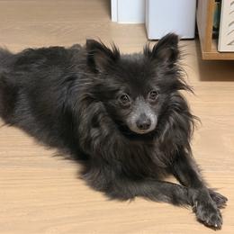 Luna - Pomeranian