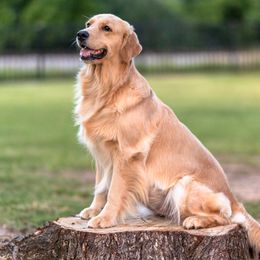 Siren - Golden Retriever