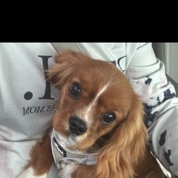 Cavalier King Charles Spaniel and Cavapoo All Grown Up from TMJ Dachshunds & More