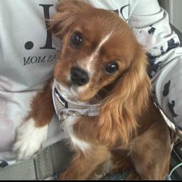 Cavalier King Charles Spaniel and Cavapoo All Grown Up from TMJ Dachshunds & More