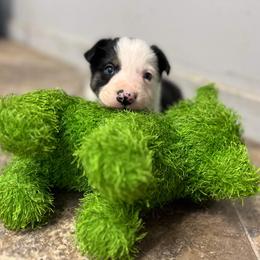 Border Collie and German Shepherd Puppies from Von Guadachi German Shepherds & Audacity Border Collies