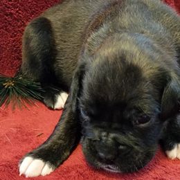 Boy 6 - Brindle Boxer puppy in Wisconsin from Baja Boxers