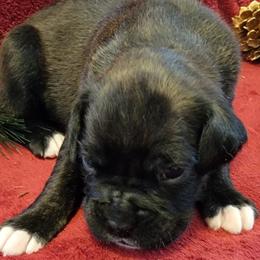 Boy 6 - Brindle Boxer puppy in Wisconsin from Baja Boxers
