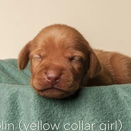 Joplin (yellow collar) - Red female Vizsla puppy in Alvord, Texas from Tequila Kennels