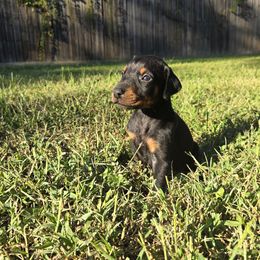 Purple collar black female - Black and rust female Doberman Pinscher puppy in Houston, Texas from Draggin Dobermans & Great Danes