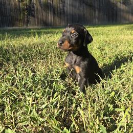 Purple collar black female - Black and rust female Doberman Pinscher puppy in Houston, Texas from Draggin Dobermans & Great Danes