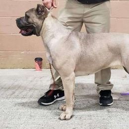 Cupcake - Cane Corso