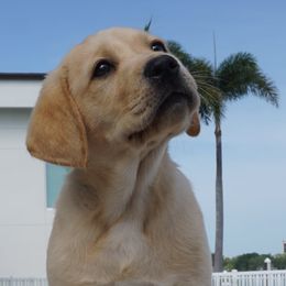 Labrador Retrievers from Fishdogs Labradors