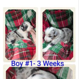 Australian Shepherd and Great Dane Puppies from AEW Farm