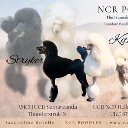 Poodle puppies from NCR Ranch