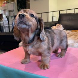 Turtle - Dapple male Dachshund puppy in Federal Way, Washington from TopTeckel Kennels