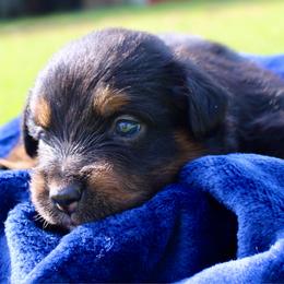 Liberty - Black tri male Miniature Australian Shepherd puppy in Foxworth, Mississippi from Ten Mile Aussies