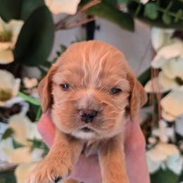Elliot - Buff and white male Cocker Spaniel puppy in Platteville, Wisconsin from Elk Grove Cocker Spainels