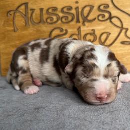 Star - Red merle female Australian Shepherd puppy in Tuftonboro, New Hampshire from Aussies Edge Farm