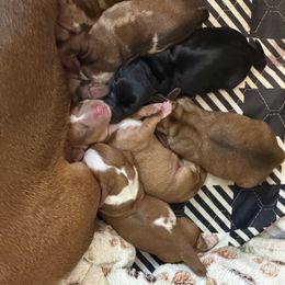 Dachshund puppies from Witchy Woman’s Wiener’s