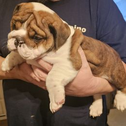 Bulldog Puppies from Magill's Bulldogs