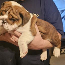 Bulldog Puppies from Magill's Bulldogs