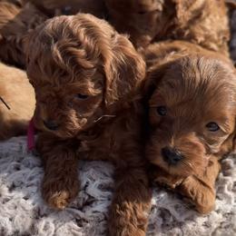 Cavapoos and Goldendoodles from 406springhilldoodles