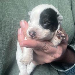 Boy 3 - Blue male Australian Cattle Dog puppy in Norton, Ohio from Australian Cattle Dog Company