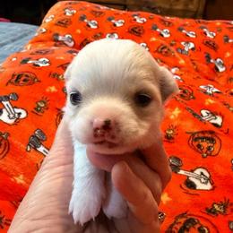 Dave - Silver male Chihuahua puppy in Seneca, Missouri from Stephanie’s Puppy Colony