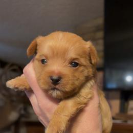 Yorkshire Terrier puppies from Sasha's Yorkie Pups