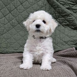 Heath - Grey - White male Bichon Frise puppy in Pickens, South Carolina from Beloved Bichon