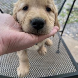 Golden Retriever Puppies from Renko Kennel