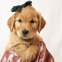 Wendy - Golden female Golden Retriever puppy in Idaho Falls, Idaho from Brinton Goldens