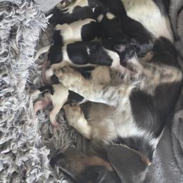 Dachshund Puppies from Kandice Dudley
