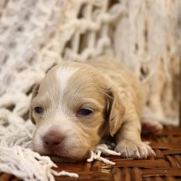 Waylon - Cream male Dachshund puppy in Nolensville, Tennessee from Boothe’s Dachshunds