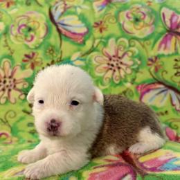 Biscuit - Sable male Pembroke Welsh Corgi puppy in Saint George, South Carolina from Carolina cotton candy corgis