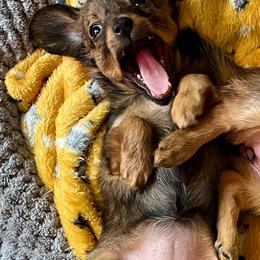 Prague Ratter Puppies from North Star Gem’s Prague Ratters