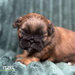 Itzel - Red female Shih Tzu puppy in Alice, Texas from Altas Palmas Shih Tzu