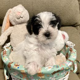 Assorted Doodle Crosses, Double Doodle, Maltipoo, Morkie, and Yorkipoo Puppies from Danza Bolo