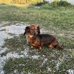 Lady - Dachshund