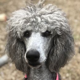 Zoey - Poodle