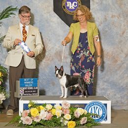 Topper - Boston Terrier