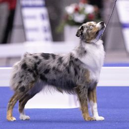 Ellie - Miniature American Shepherd