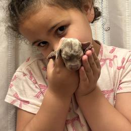 Pearl - Dapple female Dachshund puppy in Lufkin, Texas from L & A Dachshunds