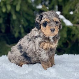 Bernedoodle and Goldendoodle Puppies from Farmland Doodles