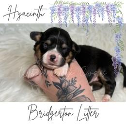 Hyacinth- Fluffy - Black and white female American Corgi puppy in Greenwood, Indiana from Witch Creek Corgis