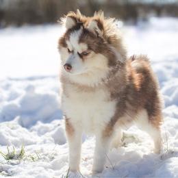 Frankie - Pomsky