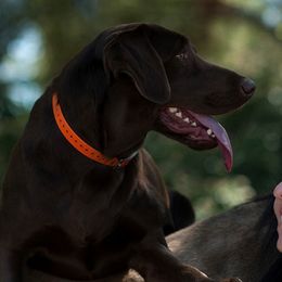 Sage - Labrador Retriever