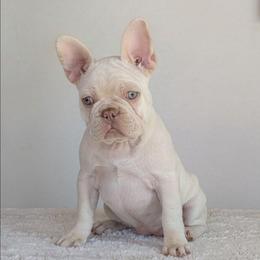 Angel (Red Collar Girl) - Cream female French Bulldog puppy in Melba, Idaho from Frost's Frenchies