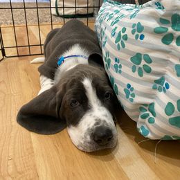 Basset Hound Puppies from Howlin Hounds