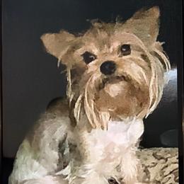 Dutchess - Yorkshire Terrier