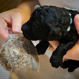 Poodle Puppies from Piccolo's Poodles